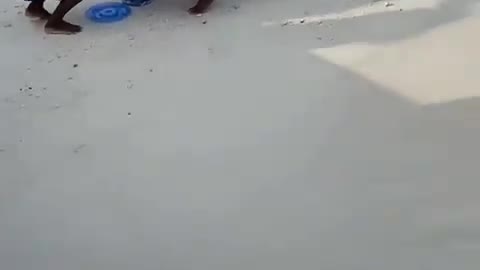 Adorable Stingrays have a fixed time for evening food at Maldives shore