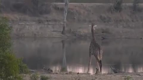 Giraffe Drinking At a Dam in Madagascar
