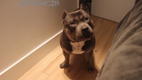 Talking bulldog, American Bully is so smart!