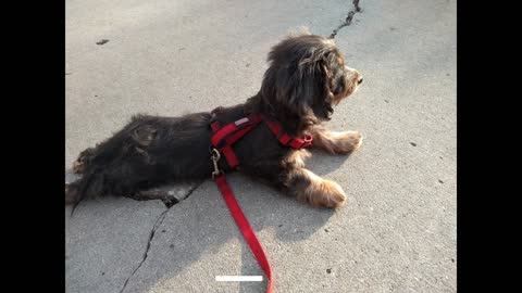 Mr Traeger Magoo, The Silky Wirehair Dachshund Part 1