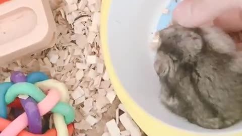 A cute mouse is giving a head massage by hand.