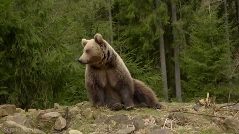 Amazing Scene of Wild Animals In 4K - Scenic Relaxation Film