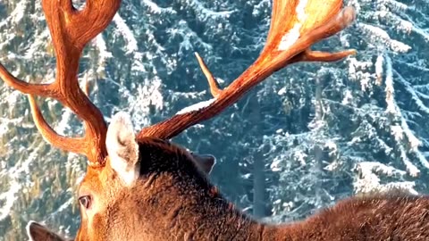 Satisfying Nice Deer ASMR That Makes You Calm Original Satisfying Videos PART - 42