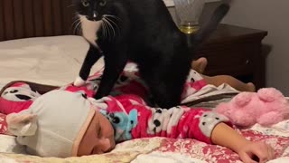 Mittens the Cat Gives Professional Level Massages