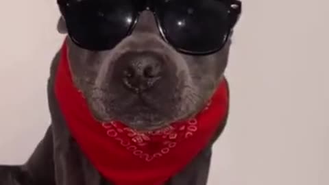 Cute DOG Videos