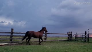 Horse Storm