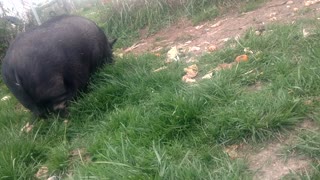 Rescued Pig and Macaque Enjoy Life