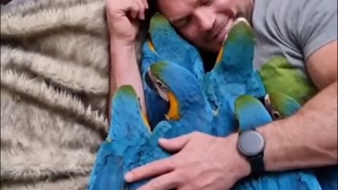 Bedtime routine with my parrots