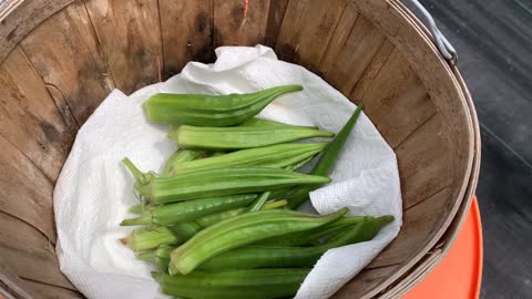 Quick Garden Visit! Plants have GROWN in 10-days! We have a Harvest Tron!