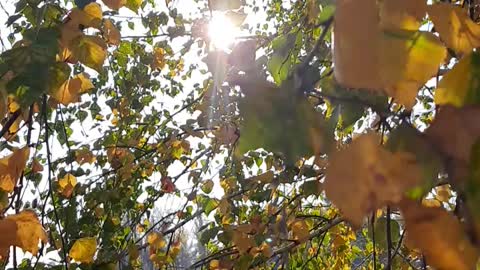 Sun through leaves