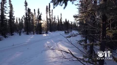 Dog Mushing in Bettles, Alaska (4K Video)