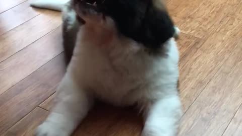 Saint Bernard Puppy Teething