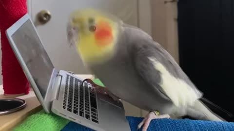 Birb buying seed online