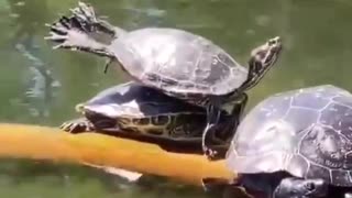 Tortoise doing Cobra pose. Bhujanagasana