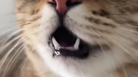 Cut Kitten meowing ❤️🐈