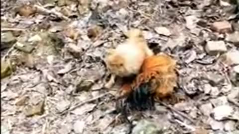 Funny Chicken versus Dogs