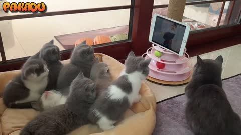 Lovely cats watching cartoon