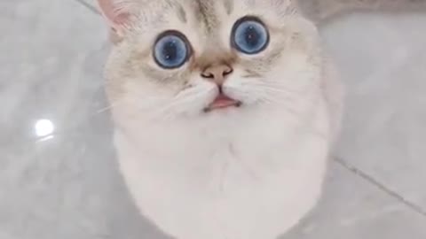 😇 Laugh non-stop with these funny cat 😹 - Funniest cat Expression Video 😇 - Funny Cat Life