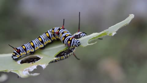 Watch This Caterpillar Turn Into A Hawk-Moth