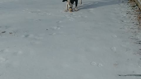 Winter Pups!