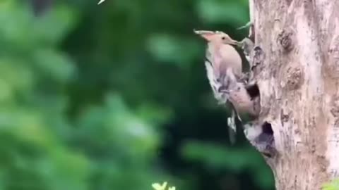 natural birds video / mother and children