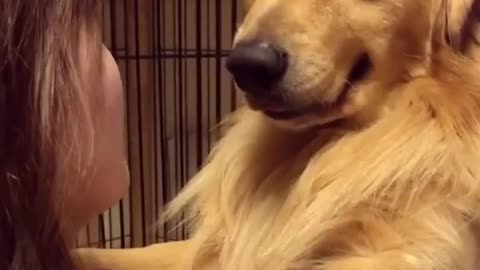 The beautiful dog, whenever he goes to pet his owner, treats him like a child