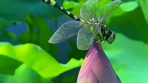 dragon fly