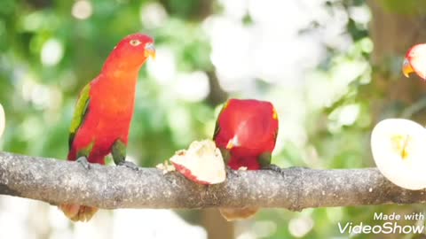 A duo of beautiful parrots