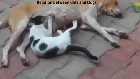 Excellent relation between cats and dogs.