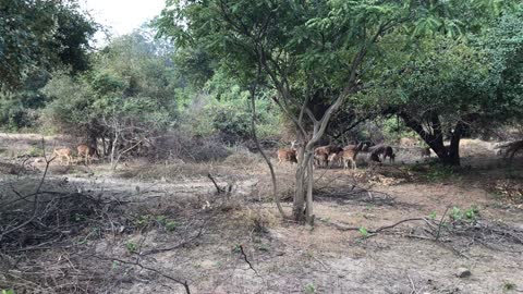 Deer Grazing in the Wild