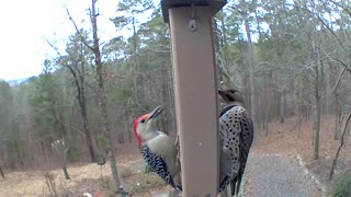 Northern Flicker and Redbellied Woodpecker