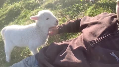 Cute Lamb needs attention from its owner
