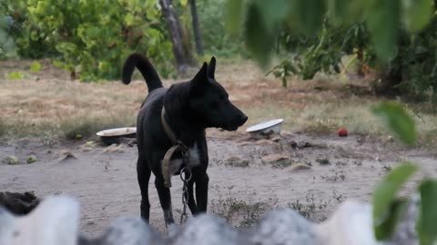 BARKING DOGS!! Angry Dogs | Royal guard dogs | Defending you!