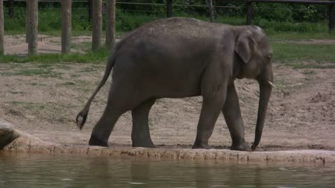 Elephant by Water Wagging Tail