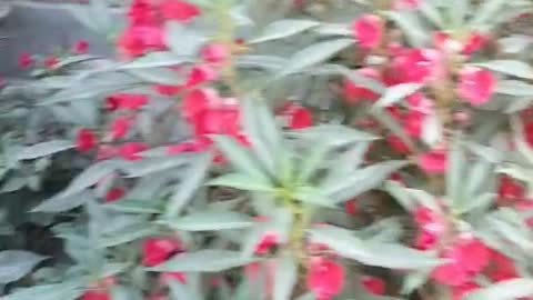 A field of red flowers