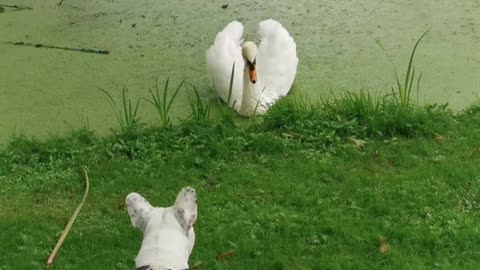 French Bulldog is Curious About Swan