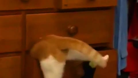 Cat stuck in a drawer cabinet