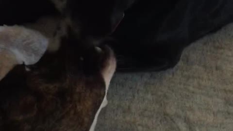 Two black dogs lick each other on the floor