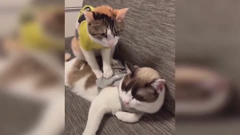 Baby cats video-funny and cute cat video