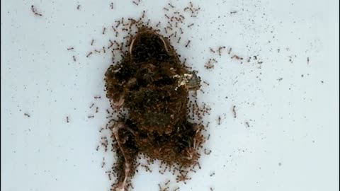 Frog Vs Extreme Fire Ants! - Animal Timelapse