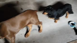 Confused Dogs playing
