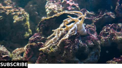 Living ocean floor with sea creatures