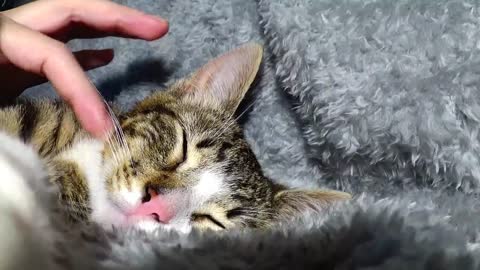 Little Cat ASMR, Whispered, Talking about Cats