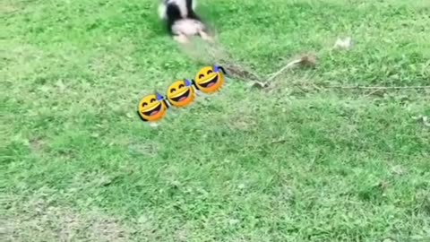 funny animals compilation (The last one😂🤣)
