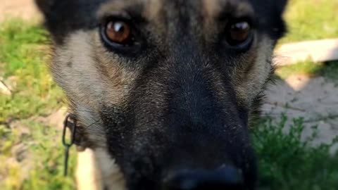 Dog drinks water gracefully