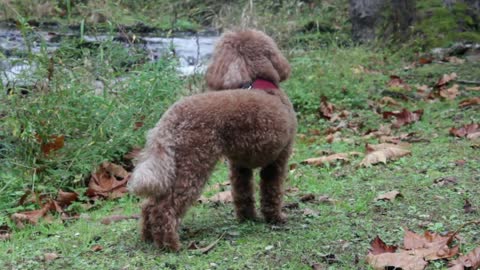 Cute Puppy Exploring Nature