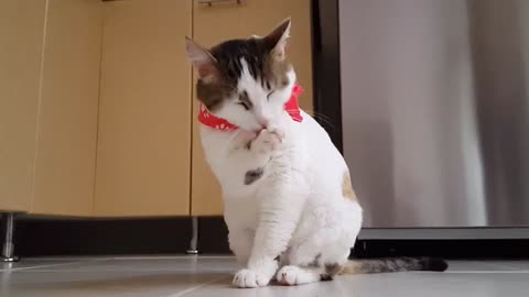 Very interesting video baby cat