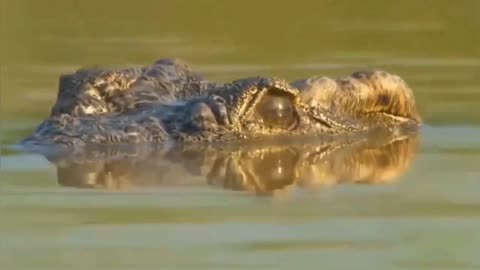 Dramatic Encounter: Alligator Strikes Elephant, Quiets the Roar!