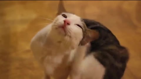 Cat scratching its neck_batch