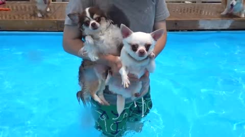 12 Corgis Swimming In the Pool